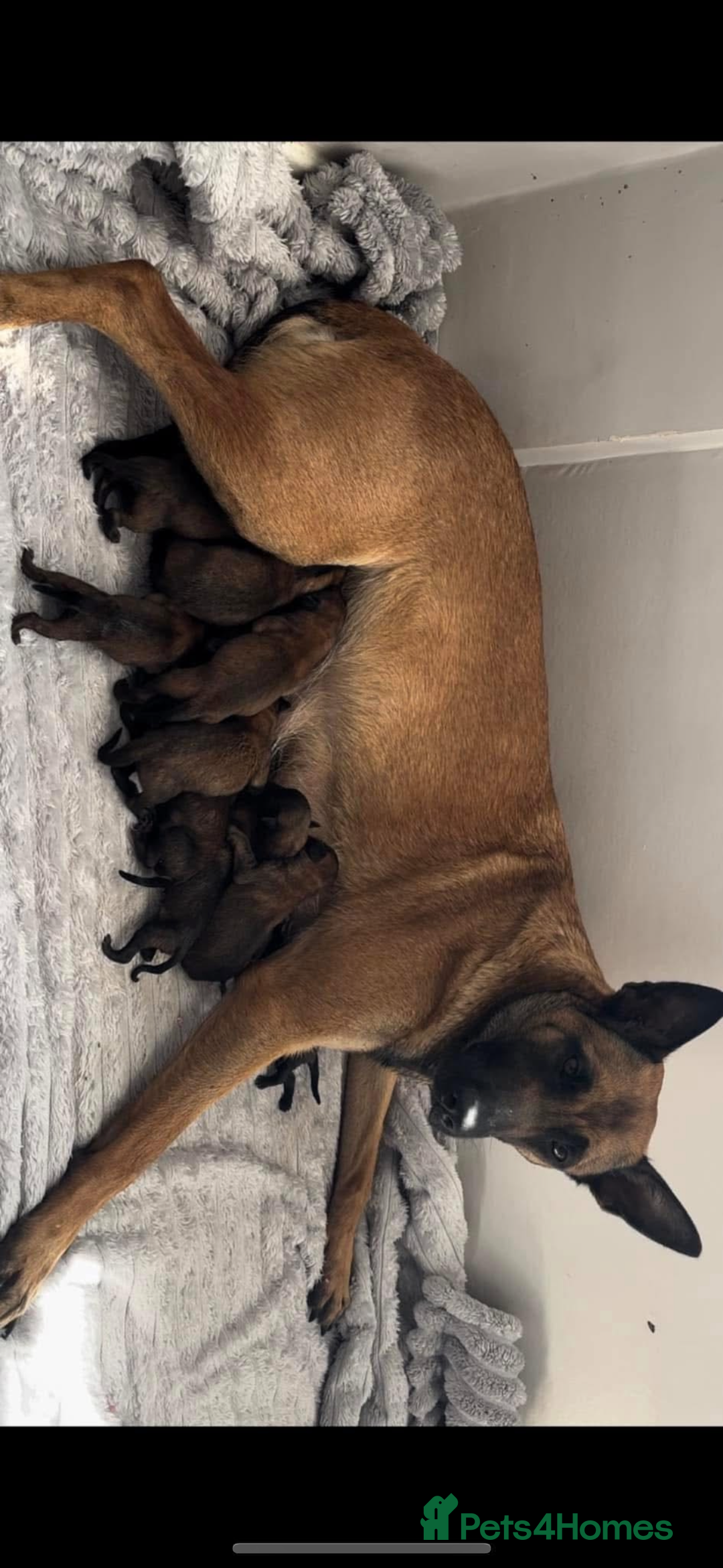 Belgian Shepherd Dog dogs for sale: One beautiful pup left! - Image 6