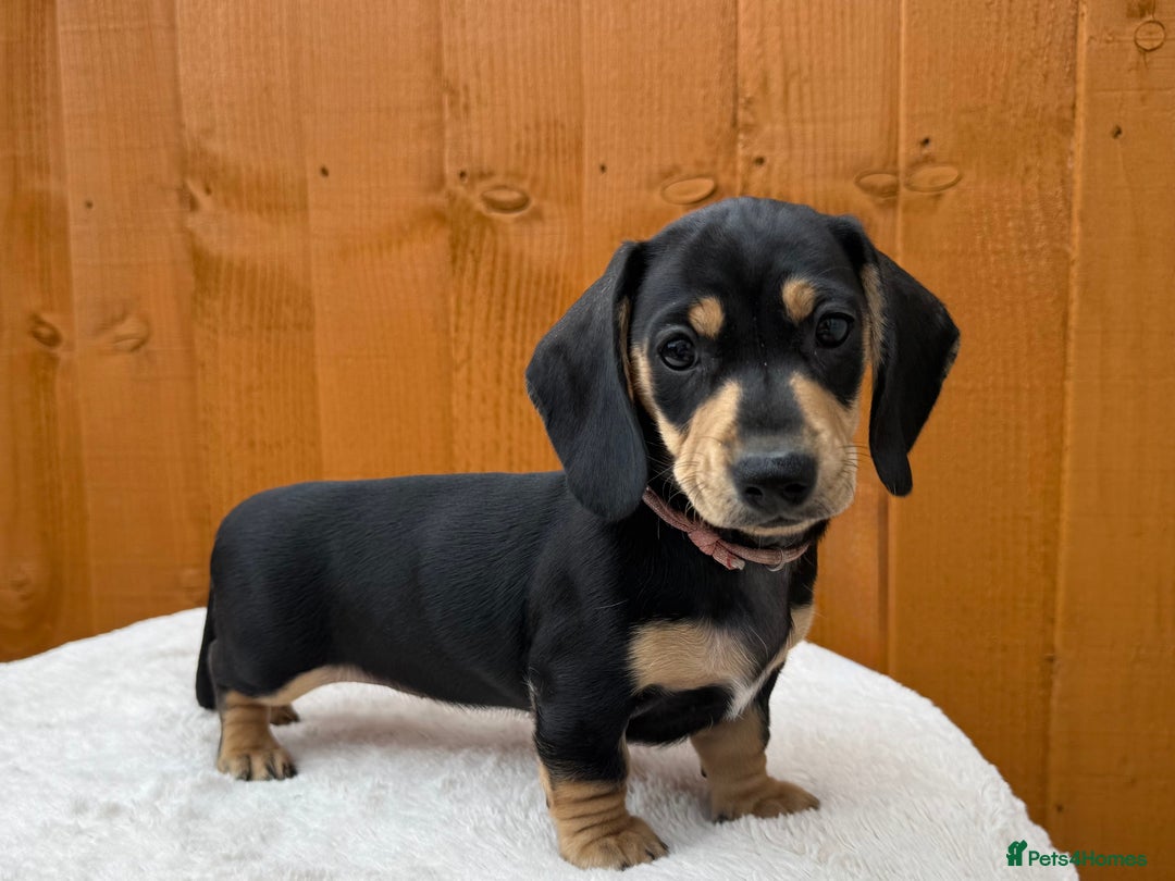 Dachshund dogs for sale: Black & Cream, Chocolate & Cream Dachshund Puppies - Image 7