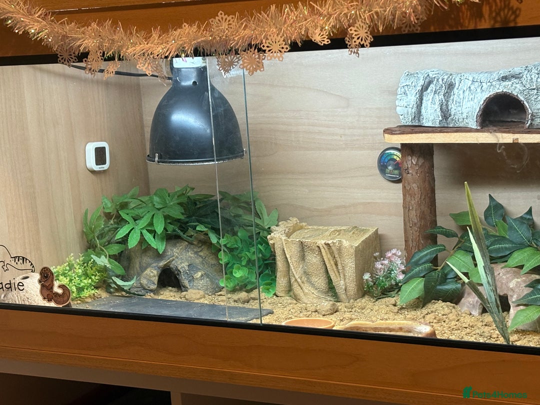 Gecko reptiles for sale: Leopard gecko female  - Advert 5