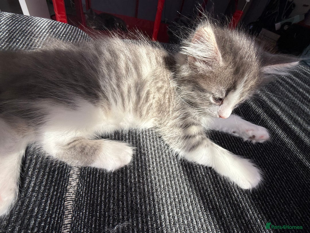 British Shorthair cats for sale: Last one left grey and white female  - Image 7