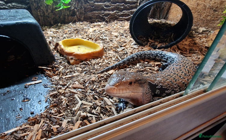 Skink reptiles - Advert 8