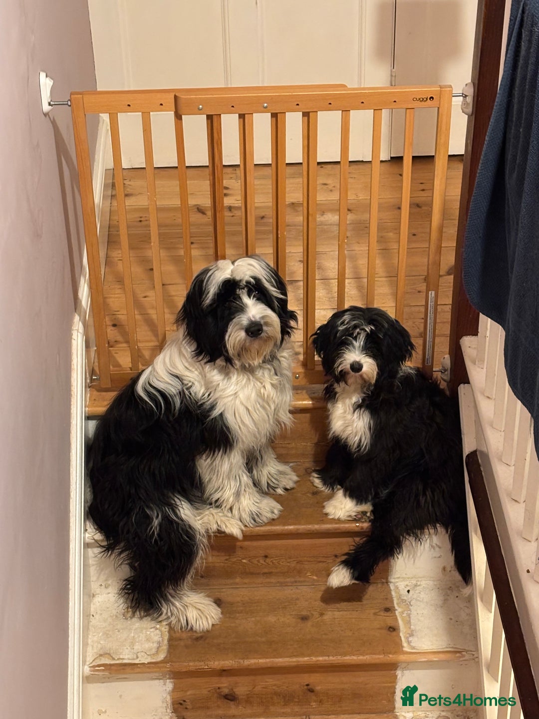 Tibetan Terrier dogs for sale: Tibetan Terrier puppies for sale  - Advert 9