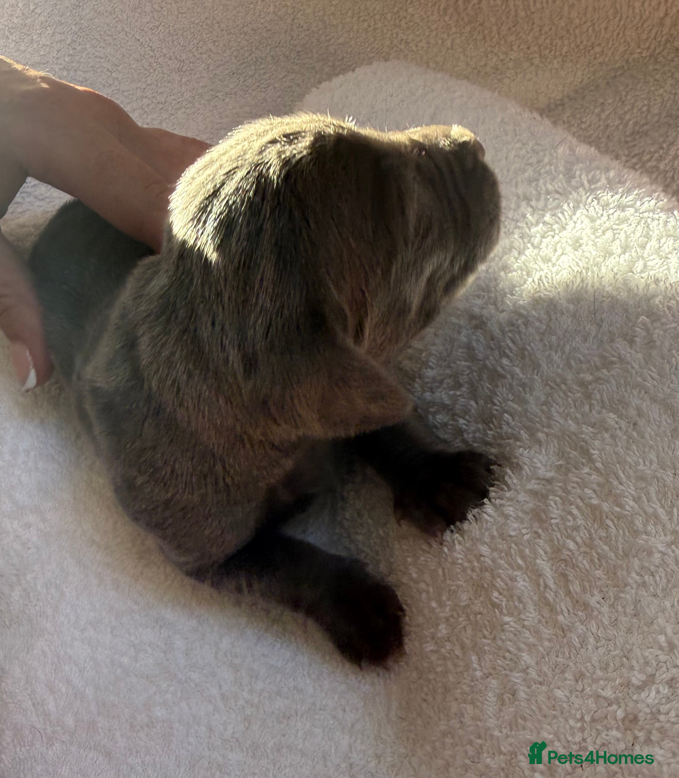 Weimaraner dogs KC Reg Weimaraner Puppies Silver & Blue - Advert 2