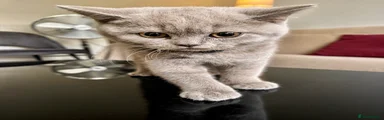 British Shorthair 3