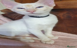 Siamese cats for sale: GCCF Traditional Red and Chocolate Point Saimese  in Darwen - Image 37