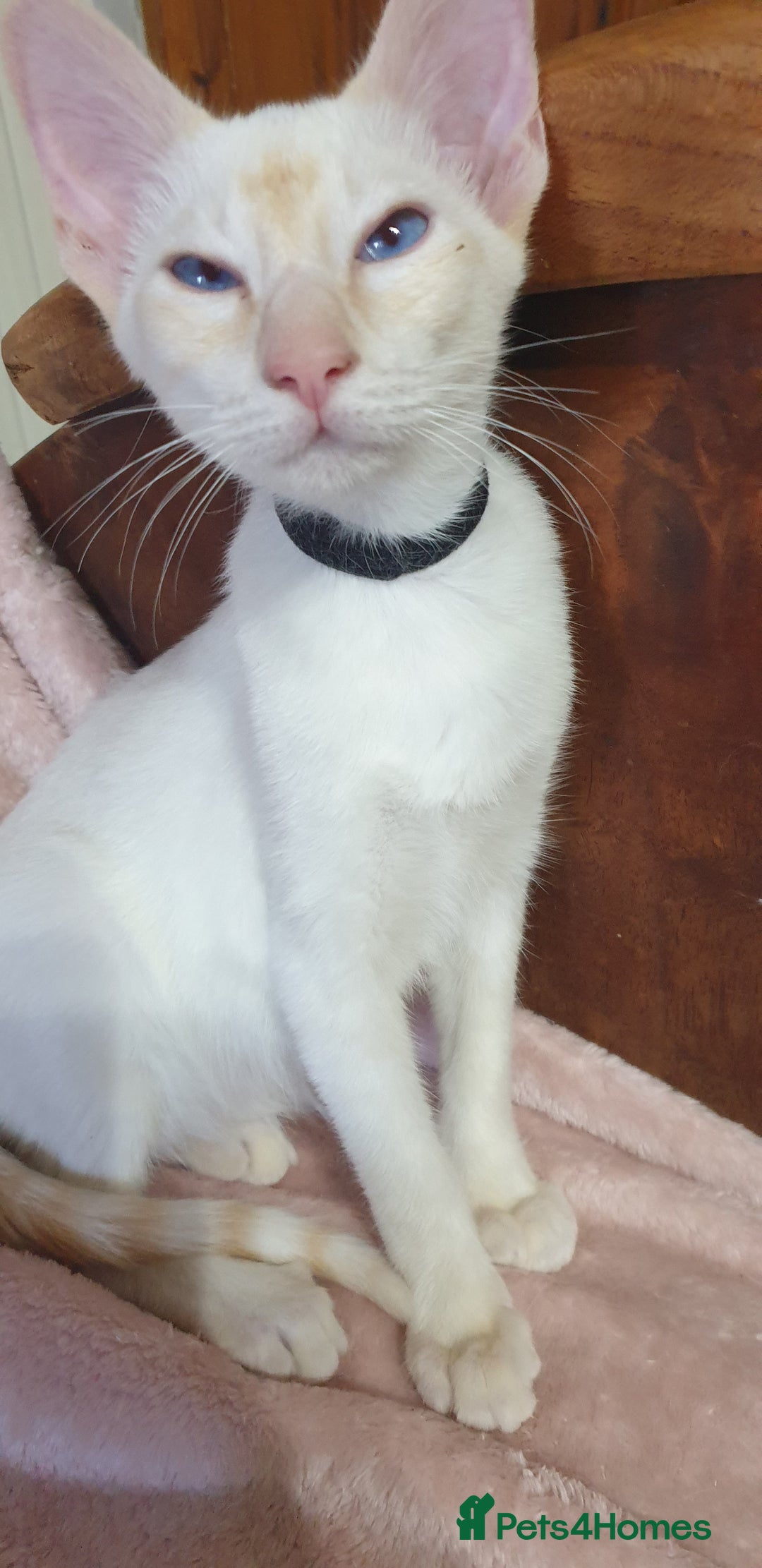 Siamese cats for sale: GCCF Traditional Red and Chocolate Point Saimese  in Darwen - Image 37