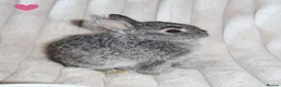 Netherland Dwarf rabbits for sale: 🐰 Netherland Dwarf Rabbits for Sale 🐰 in Southall - Advert 10