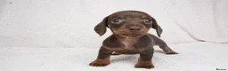 Miniature Dachshund dogs for sale: 1 Left KC Registered Miniature Dachshund Puppies - Advert 7