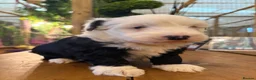 Sheepadoodle dogs for sale: Midi Size Sheepadoodles 20 kilos  - Advert 14