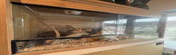 Python Snake reptiles for sale: Ball Python and Vivarium for sale   in Maidstone - Advert 2