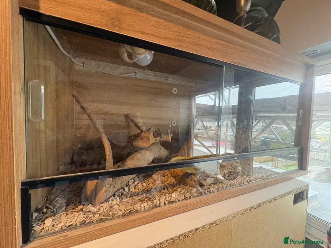 Python Snake reptiles for sale: Ball Python and Vivarium for sale   in Maidstone - Advert 2