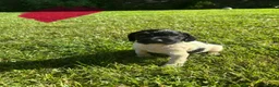 English Springer Spaniel dogs for sale: Springer Spaniel Puppies  - Advert 24