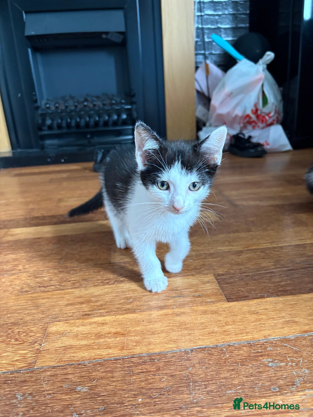Domestic Shorthair cats for sale: Kittens looking for their forever home - Image 5