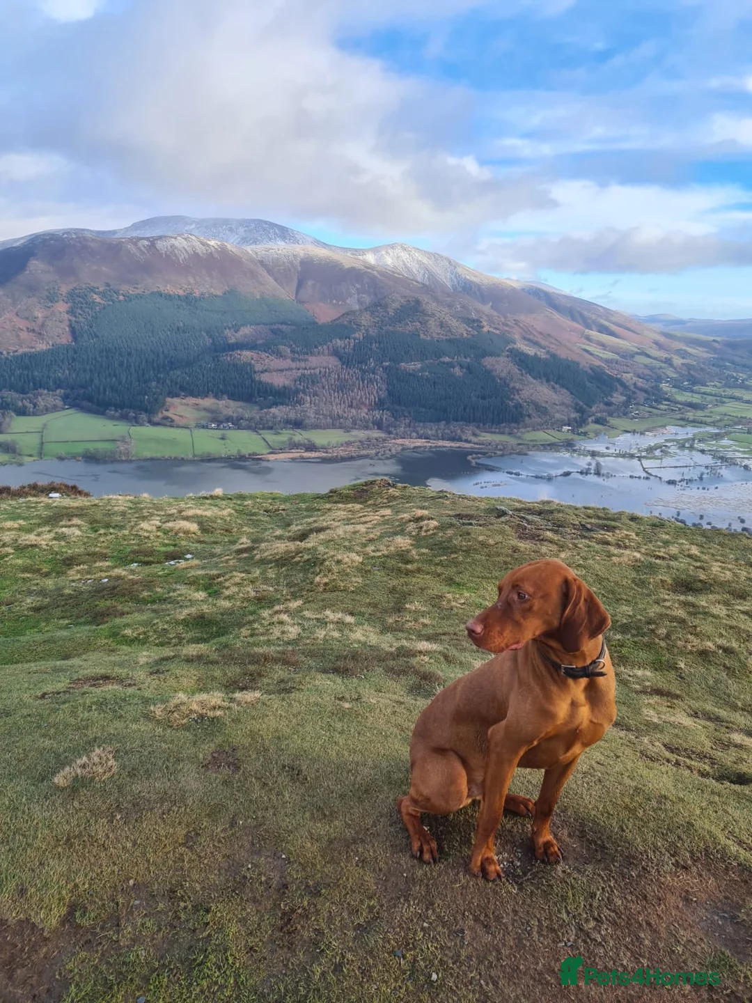 Hungarian Vizsla dogs for sale: Male Hungarian vizla - Advert 4