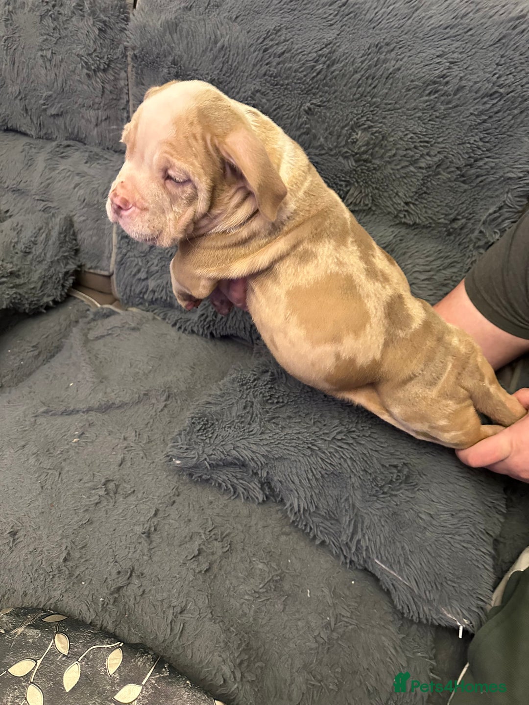 American Bully dogs for sale: ABKC REGISTERED Pocket Exotic/Extreme Bully PUPS! - Advert 27