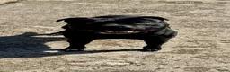 Staffordshire Bull Terrier dogs for sale: Beautiful strong puppies  - Advert 11