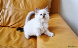 Ragdoll cats for sale: 🐾Last  Girl - Genetically clear 🐾 - Image 19