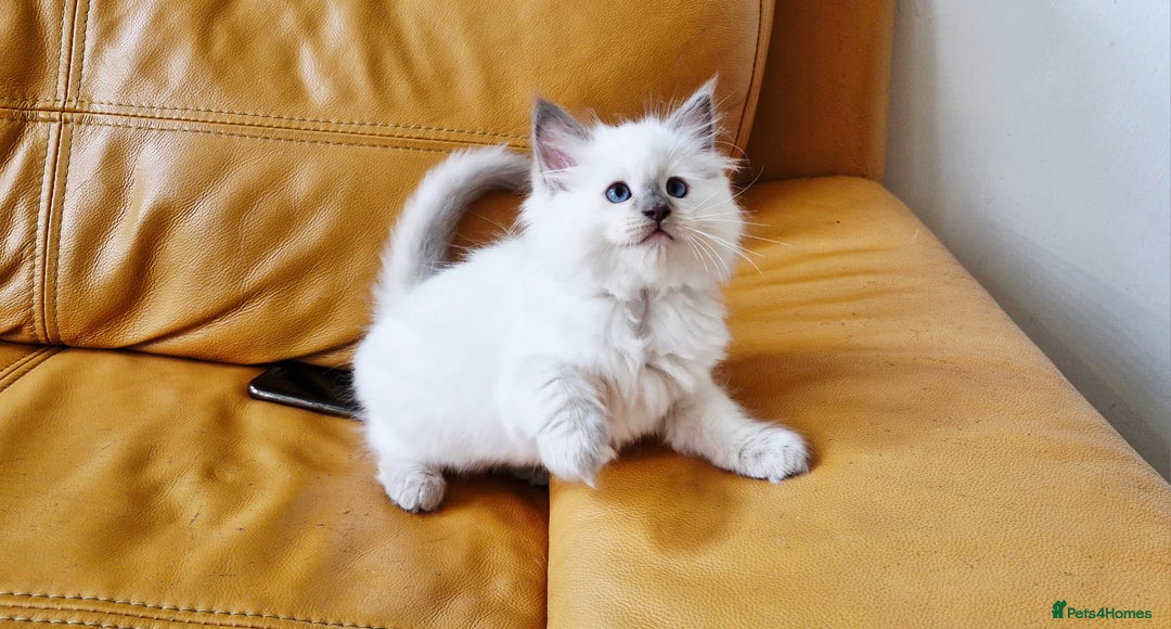 Ragdoll cats for sale: 🐾Last  Girl - Genetically clear 🐾 - Image 19