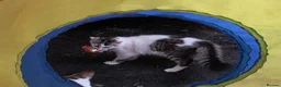 Domestic Shorthair cats for adoption: Bobby & Sadie - Adopt from Cats in Crisis East Ldn - Advert 5