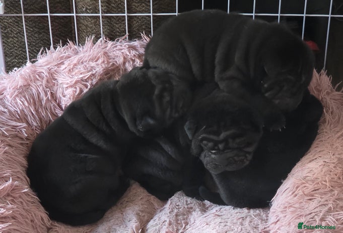 Shar Pei dogs - Advert 11