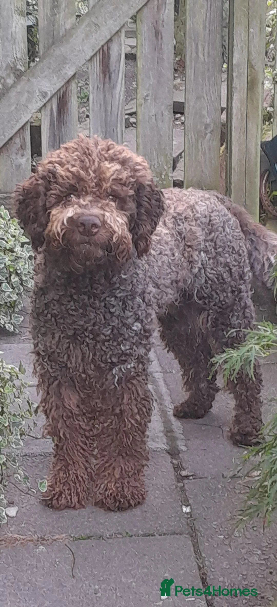 Lagotto Romagnolo dogs for stud: Kc reg proven dna tested lagotto  for stud £700 in Belper - Advert 10