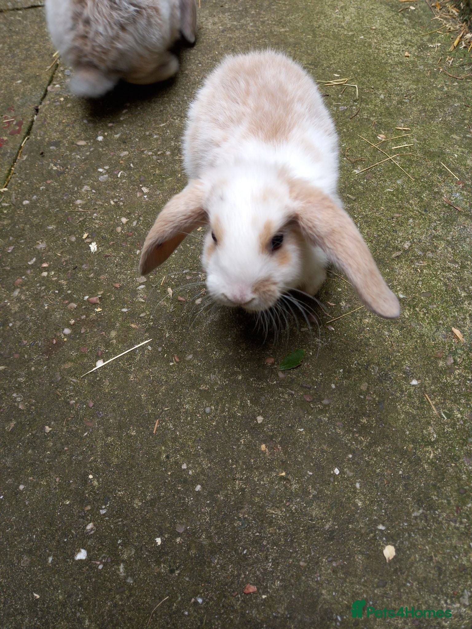 Mini Lop rabbits Mini lop/plush lop babies - Advert 2