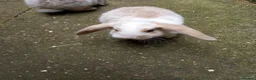 Mini Lop rabbits for sale: Mini lop/plush lop babies - Advert 2