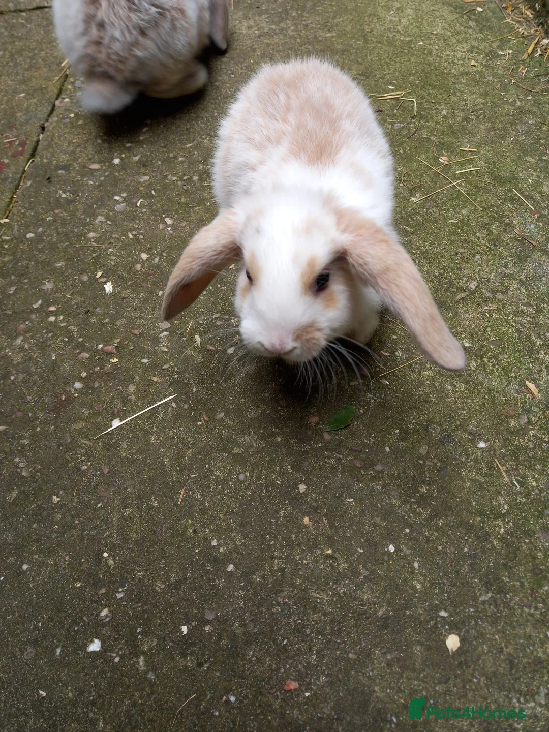 Mini Lop rabbits for sale: Mini lop/plush lop babies - Advert 2