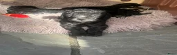 Mixed Breed dogs for sale: Bed-doodles/ Bedipoos  in Pontefract - Advert 7