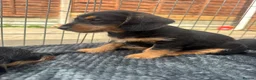 Doxiepoo dogs for sale: Beautifully bread Doxiepoos  - Advert 10