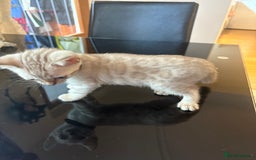 Bengal cats for sale: Adorable snow Bengals. - Image 2
