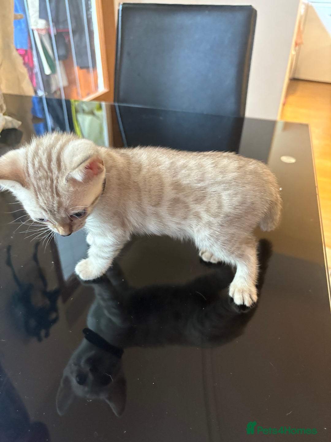 Bengal cats for sale: Adorable snow Bengals. - Image 2