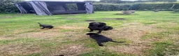 Labrador Retriever dogs for sale: Black, working line Labrador pups ready - Advert 1
