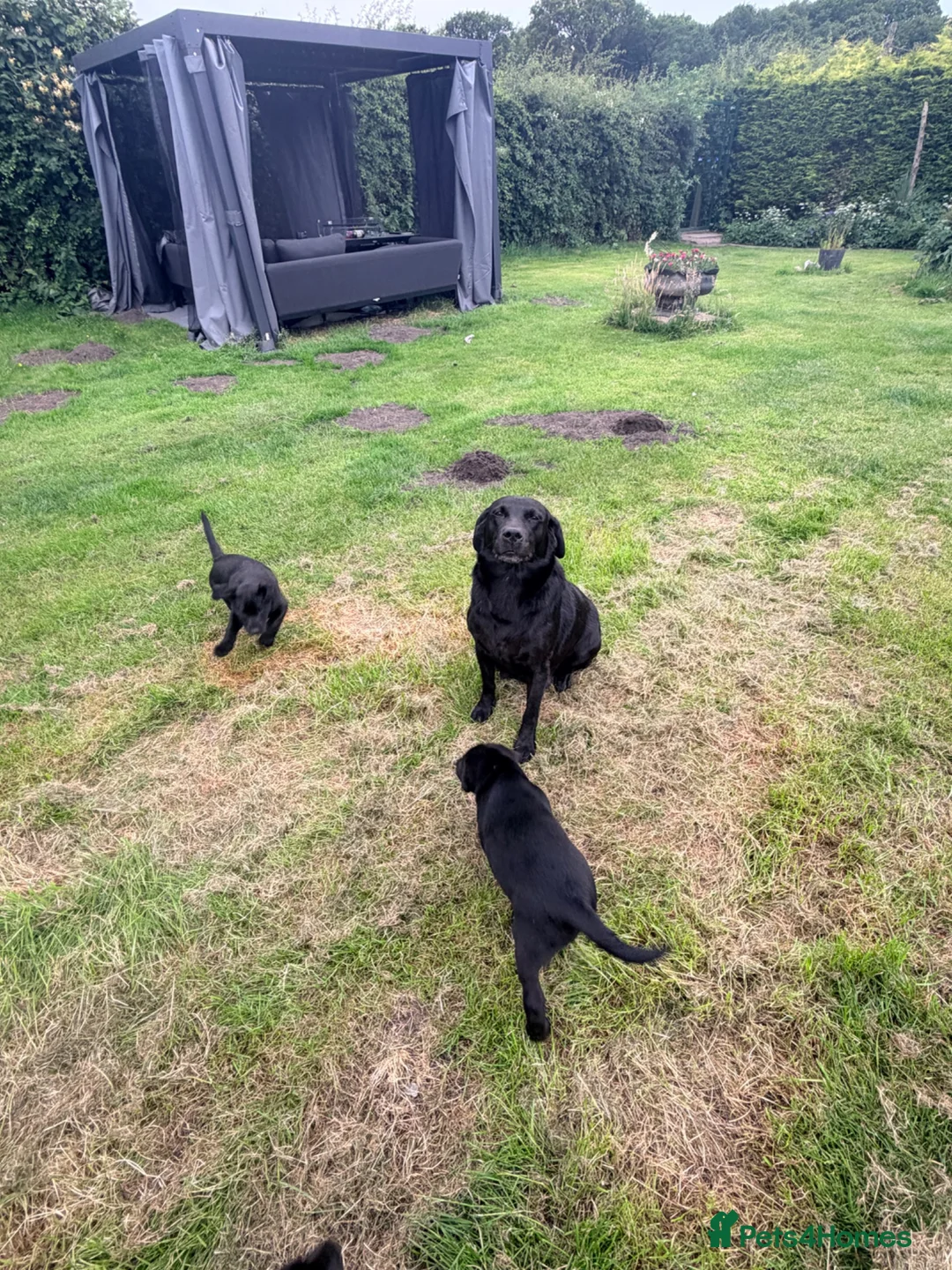 Labrador Retriever dogs for sale: Black, working line Labrador pups ready - Advert 1