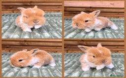 Mini Lop rabbits for sale: Mini Lop Baby Buns 🌸 TWO REMAINING! - Image 5