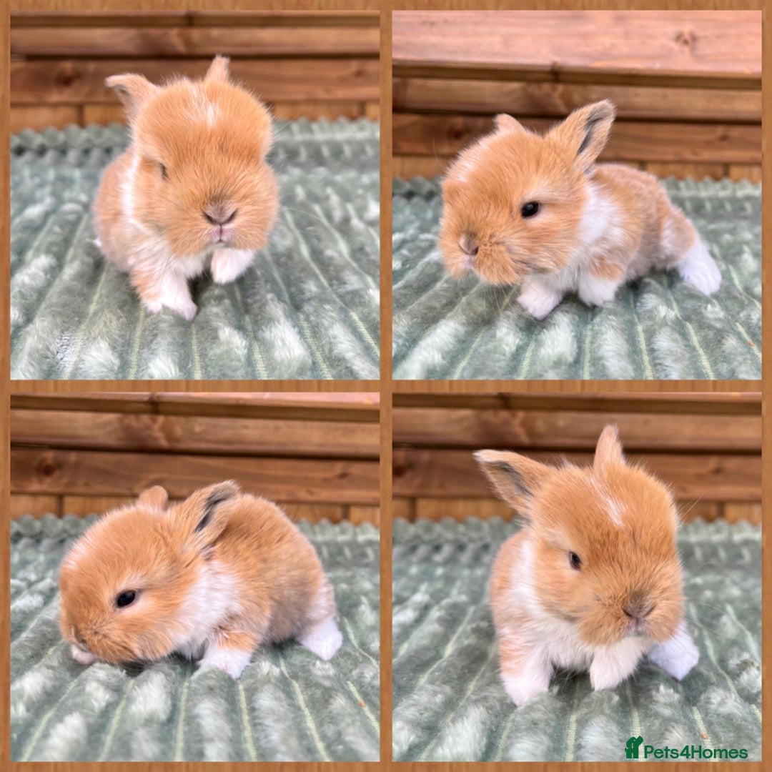 Mini Lop rabbits for sale: Mini Lop Baby Buns 🌸 TWO REMAINING! - Image 5