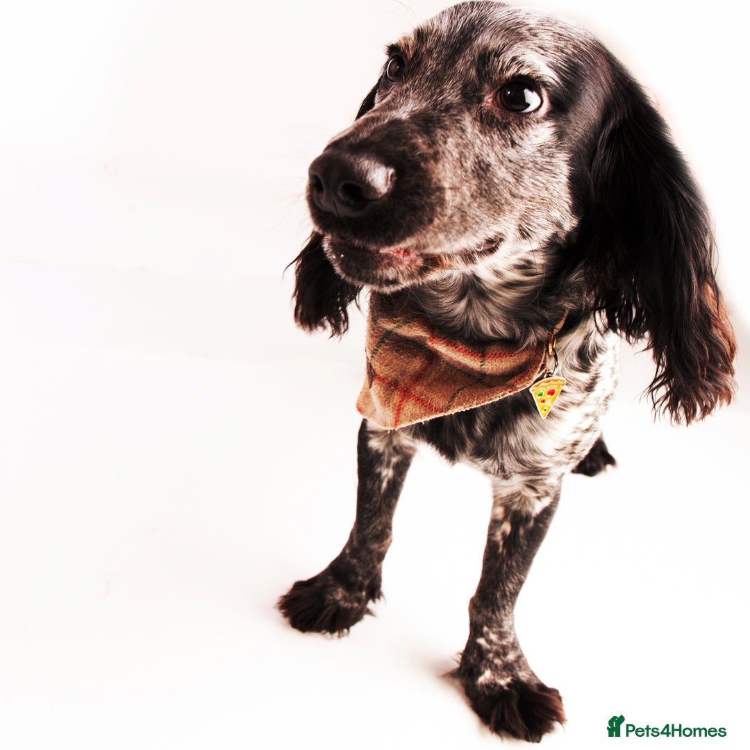 Cocker Spaniel dogs for stud: Stud cocker spaniel - Image 12