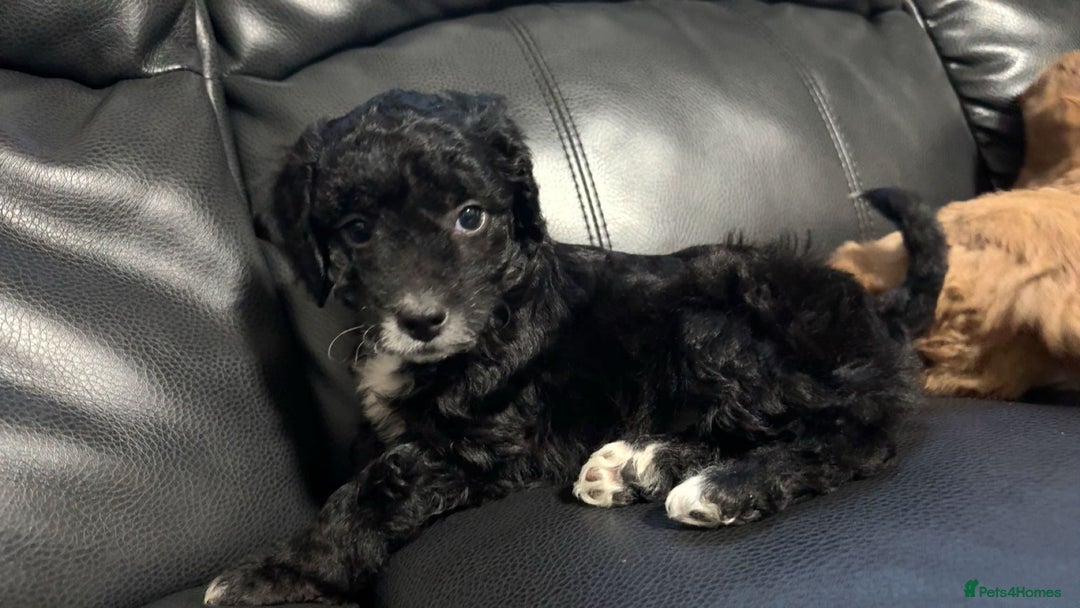 Cockapoo dogs for sale: Cockerpoo puppies - Advert 4