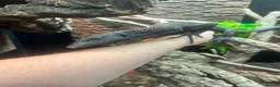 Monitor reptiles for sale: Male Varanus Baccarii (Black Tree Monitor) - Advert 3