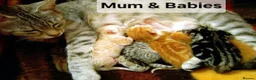 Maine Coon cats for sale: Mainecoon X kittens in Leeds - Advert 6