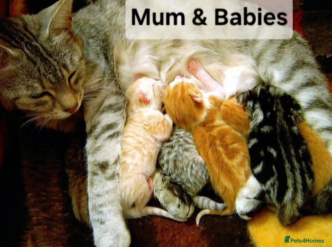 Maine Coon cats for sale: Mainecoon X kittens in Leeds - Advert 6