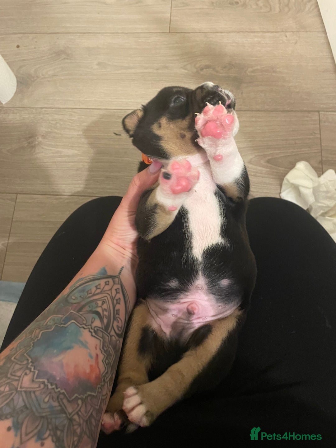 Mixed Breed dogs for sale: Pocket bully cross chow chow trio coloured boy! - Advert 12