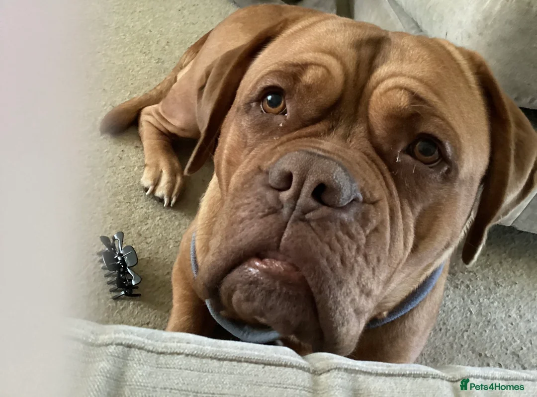 Dogue De Bordeaux dogs for sale: KC Registered Family Dog – Needs Experienced Home - Advert 2
