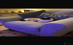 Ragdoll cats for sale: Pedigree Ragdoll 3yrs - Image 4