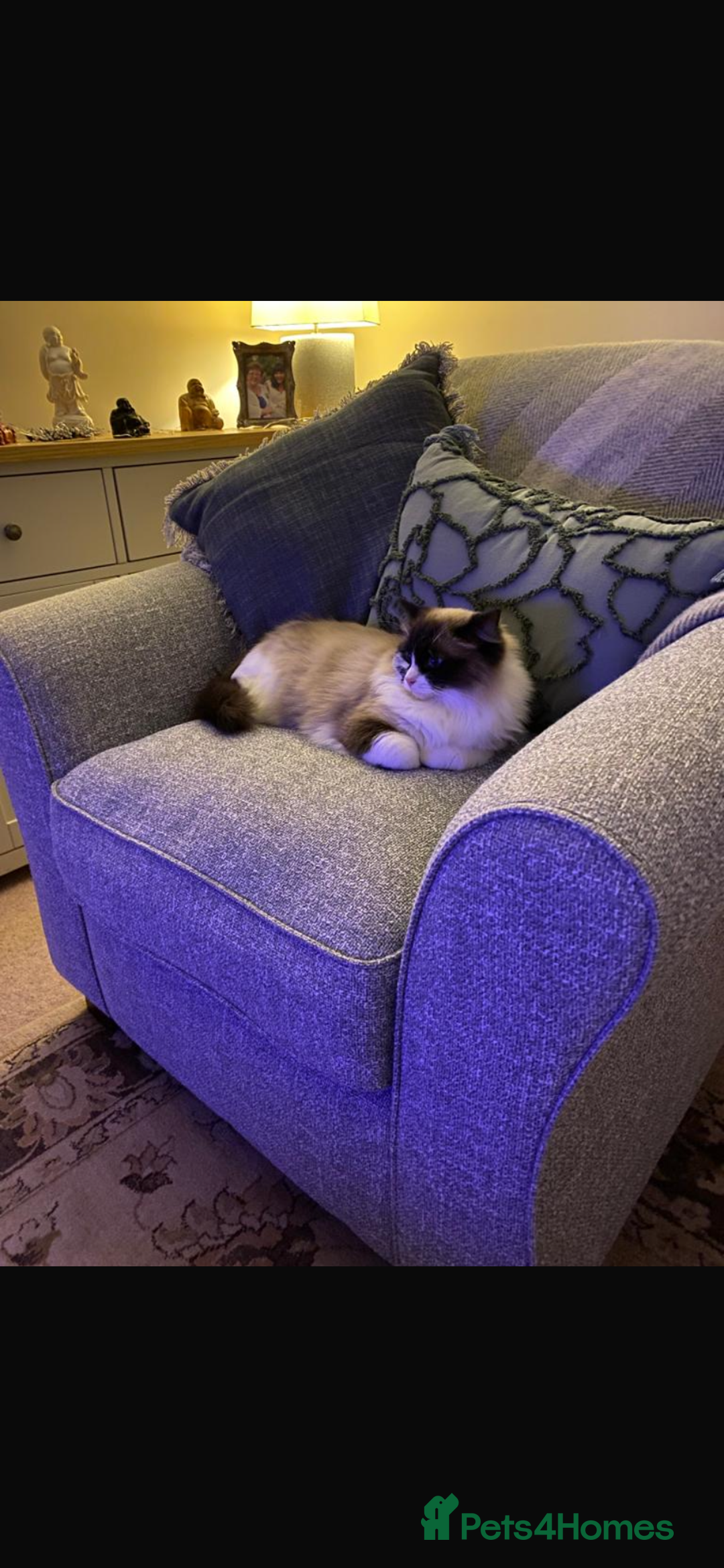 Ragdoll cats for sale: Pedigree Ragdoll 3yrs - Image 4