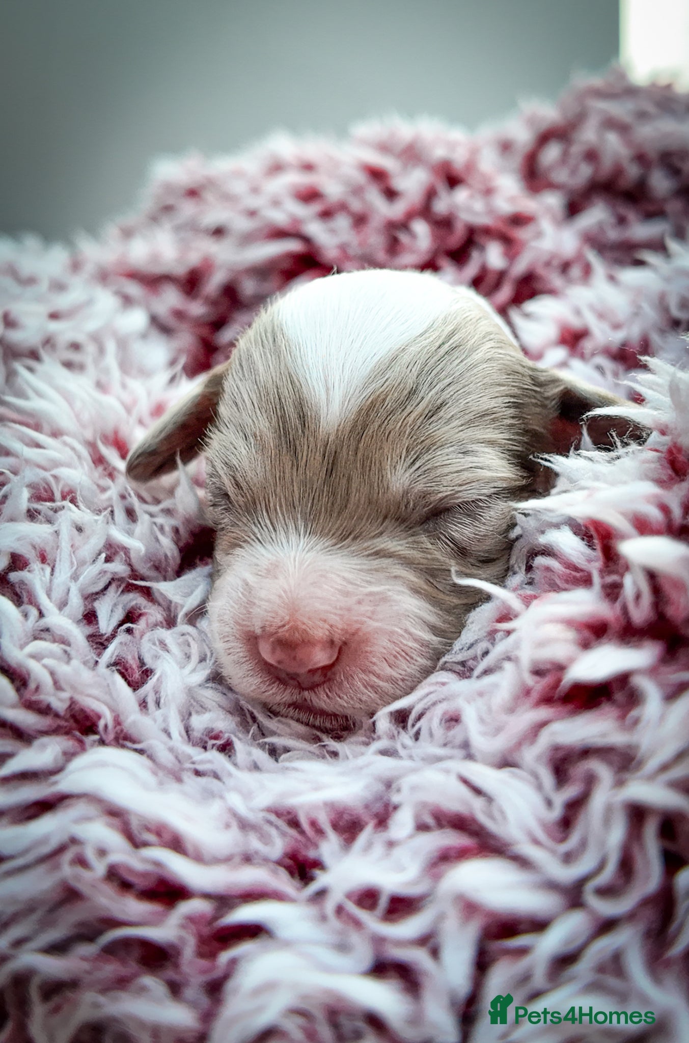 Mixed Breed dogs Australian Labradoodle. Labradoodle/Cockapoo - Advert 2