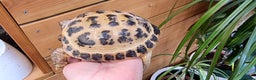 Tortoise reptiles for sale: 10 y old two Horsfield tortoises  - Advert 3