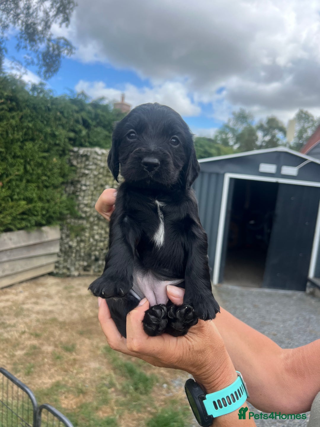 Cocker Spaniel dogs for sale: Quality KC Registered Working Cocker Spaniels - Image 4