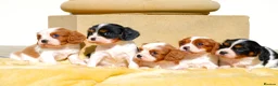 Cavalier King Charles Spaniel dogs for sale: ⭐️ Cavalier King Charles puppies ⭐️  - Advert 2