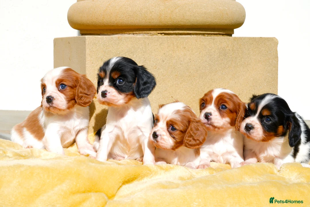 Cavalier King Charles Spaniel dogs for sale: ⭐️ Cavalier King Charles puppies ⭐️  - Advert 2